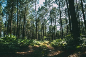 Nid douillet sous les pins